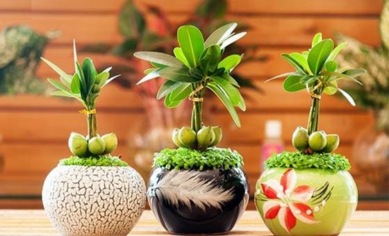 Khai vận bằng cây xanh