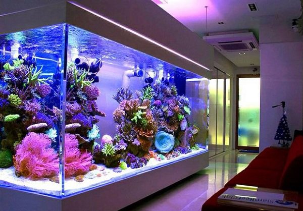 Khai vận bằng bể cá