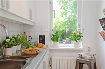 Cách trồng cây xanh hút khí độc cho căn nhà của bạn